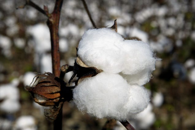 Flooding in Pakistan, drought in Texas, and the Xinjiang ban are pushing cotton into crisis